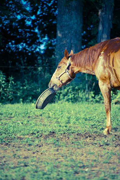 Katie & Fritz Equestrian